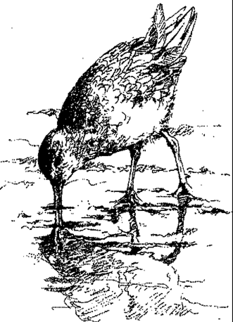 SANDPIPER POINTE HOA